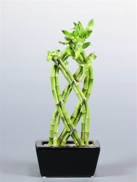 lucky bamboo cena